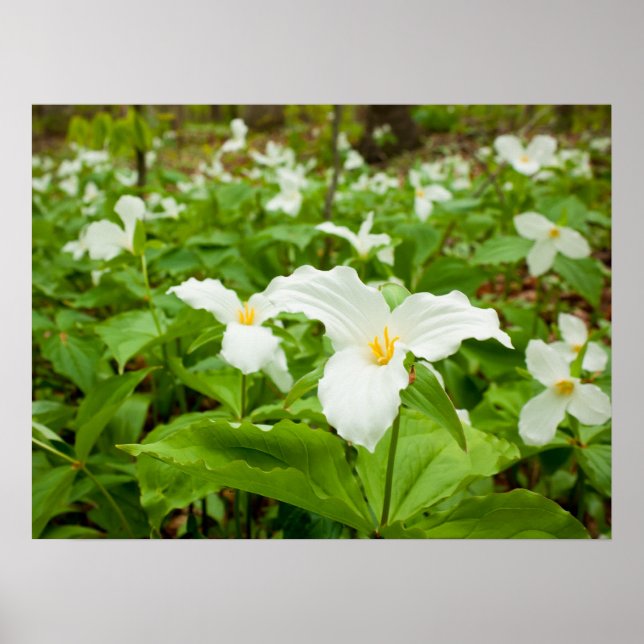 Trillium Wild Flower Poster (Front)