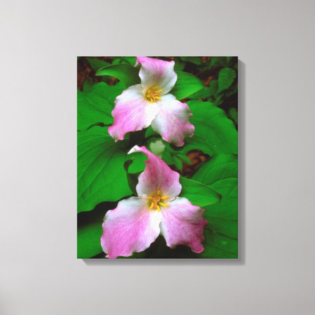 Trillium Wildflower Canvas Print (Front)