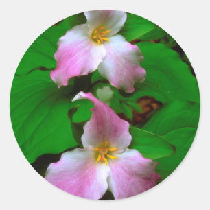 Trillium Wildflower Classic Round Sticker