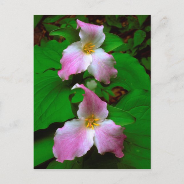 Trillium Wildflower Postcard (Front)