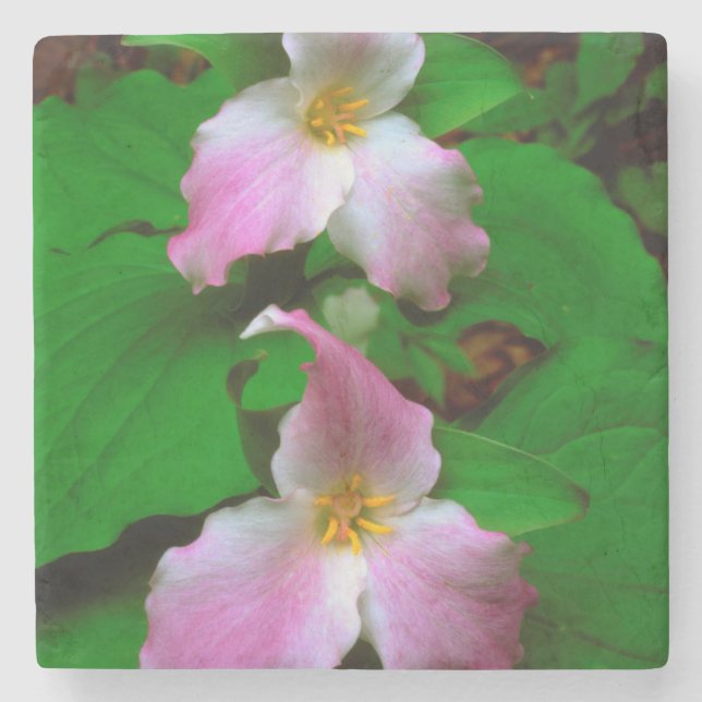 Trillium Wildflower Stone Coaster (Front)
