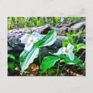 TRILLIUMS POSTCARD