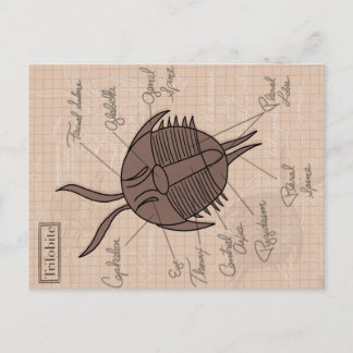 Trilobite Postcard