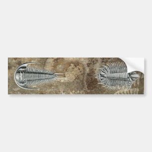 Trilobites Bumper Sticker