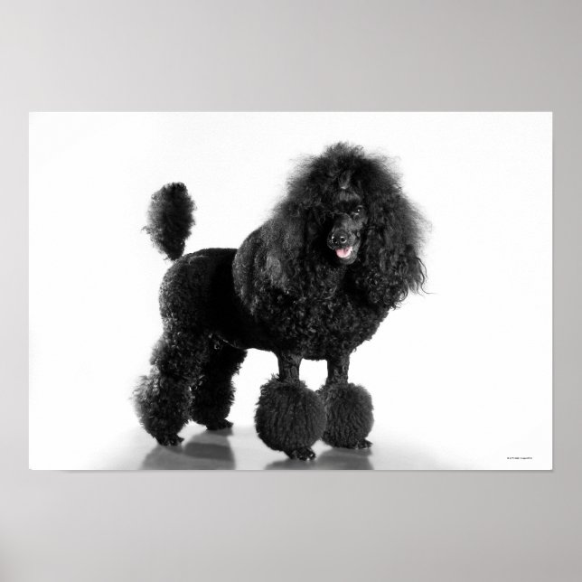 Trimmed black Poodle Poster (Front)