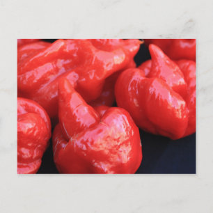 Trinidad Moruga Scorpion Chilli Pepper Postcard