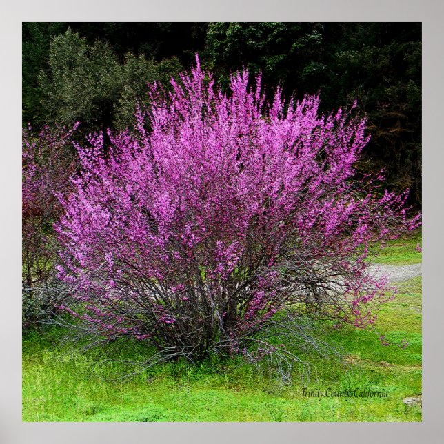 Trinity County Red Bud tree..... Poster (Front)