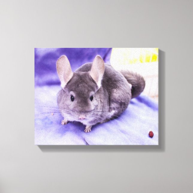 Trinket! - Chinchilla Canvas Print (Front)