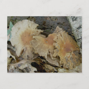 Trio Aged Mushrooms Postcard