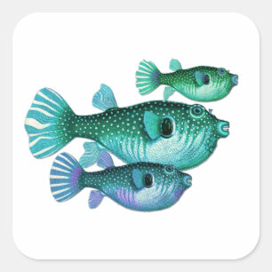 Trio of Blue Green Puffer Fish Square Sticker