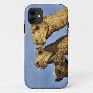 Trio of camels, camel market, Cairo, Egypt iPhone 11 Case