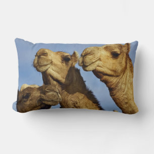 Trio of camels, camel market, Cairo, Egypt Lumbar Cushion