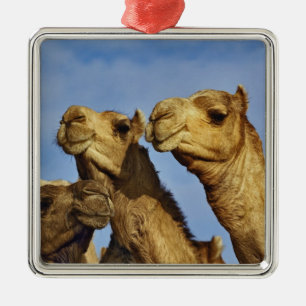 Trio of camels, camel market, Cairo, Egypt Metal Tree Decoration