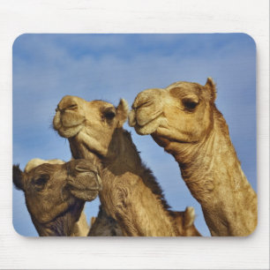 Trio of camels, camel market, Cairo, Egypt Mouse Pad