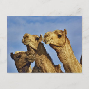 Trio of camels, camel market, Cairo, Egypt Postcard