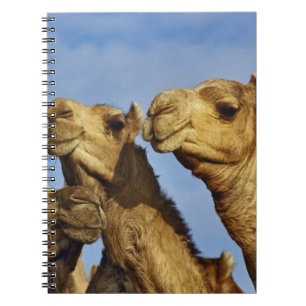 Trio of camels, camel market, Cairo, Egypt Spiral Notebook