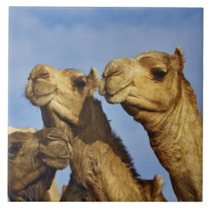 Trio of camels, camel market, Cairo, Egypt Tile
