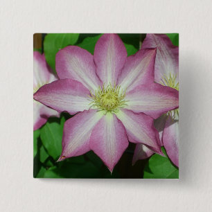 Trio of Clematis Pink and White Spring Vine 15 Cm Square Badge