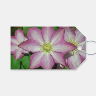 Trio of Clematis Pink and White Spring Vine Gift Tags