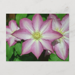 Trio of Clematis Pink and White Spring Vine Postcard