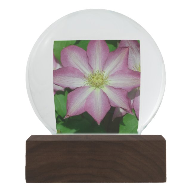 Trio of Clematis Pink and White Spring Vine Snow Globe (Front)