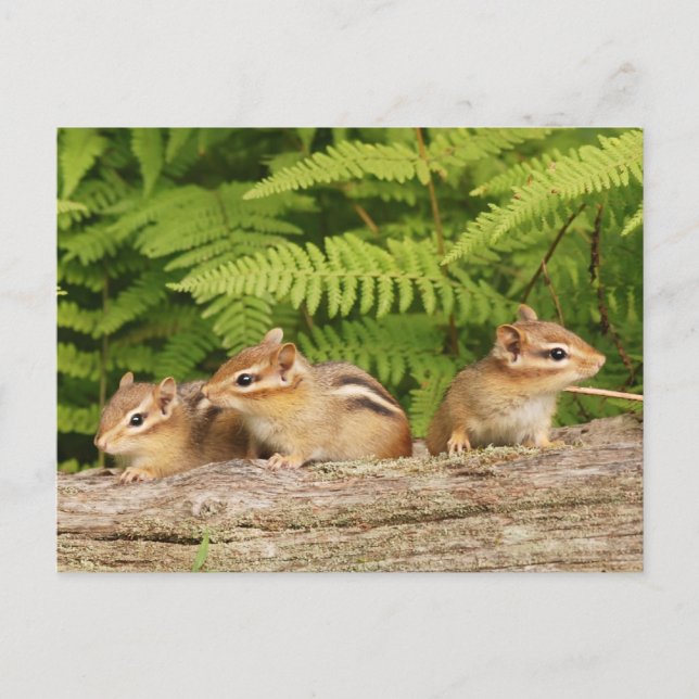 Trio of Curious Baby Chipmunks Postcard (Front)