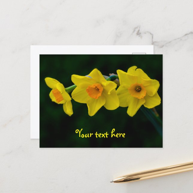 Trio of Daffodils Postcard (Front/Back In Situ)