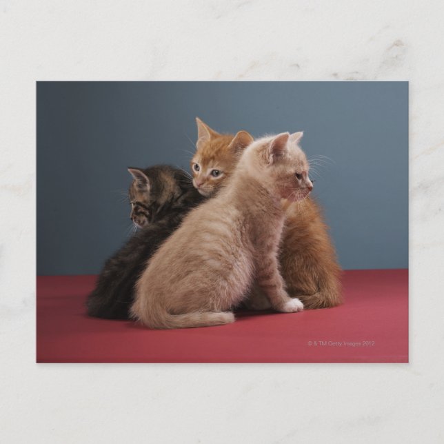 Trio of kittens postcard (Front)