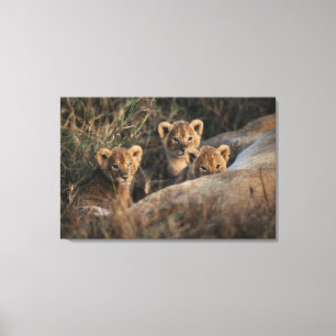 Trio of Lion Cubs with Mother Canvas Print