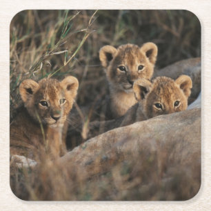 Trio of Lion Cubs with Mother Square Paper Coaster
