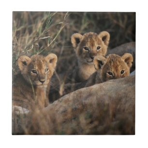 Trio of Lion Cubs with Mother Tile
