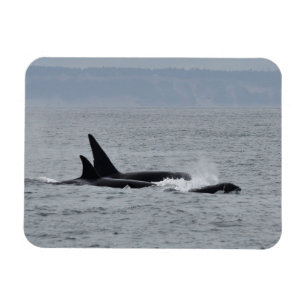 Trio of Orca Whales Magnet