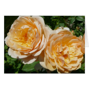 Trio of Peach Roses Floral