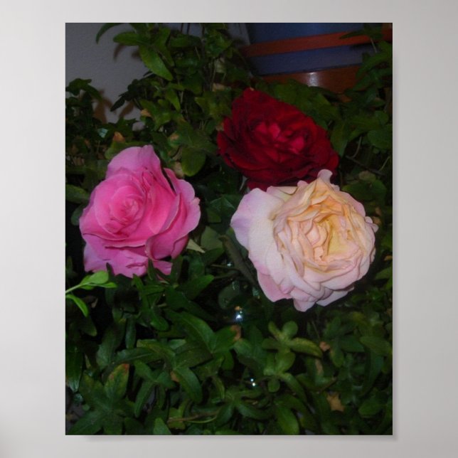 Trio of Roses Poster (Front)