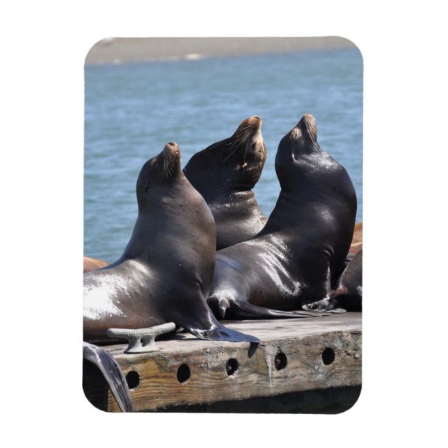 Trio of Sea Lions Basking in the Sun Magnet (Vertical)