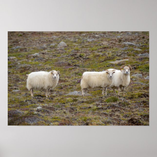 Trio of Sheep, Iceland Poster (Front)