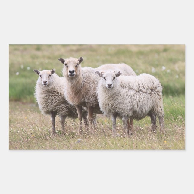 Trio of Sheep in Iceland Rectangular Sticker (Front)