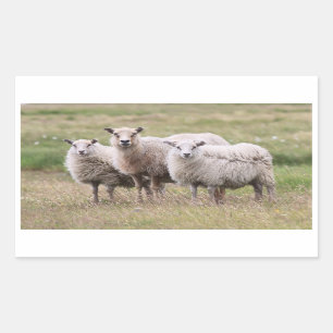 Trio of Sheep in Iceland Rectangular Sticker