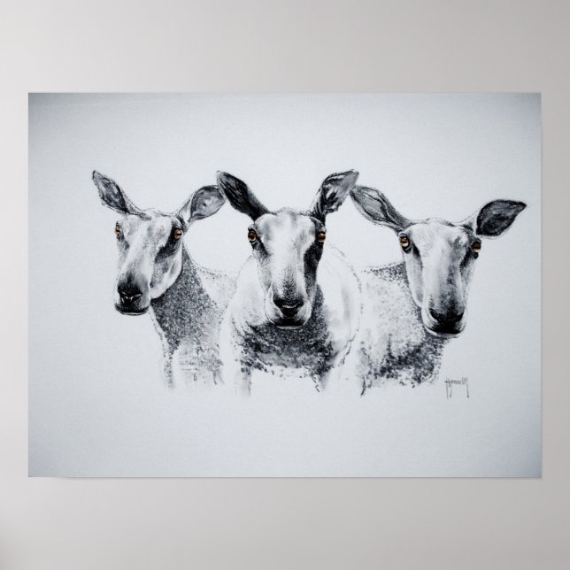 Trio of Sheep Print (Front)