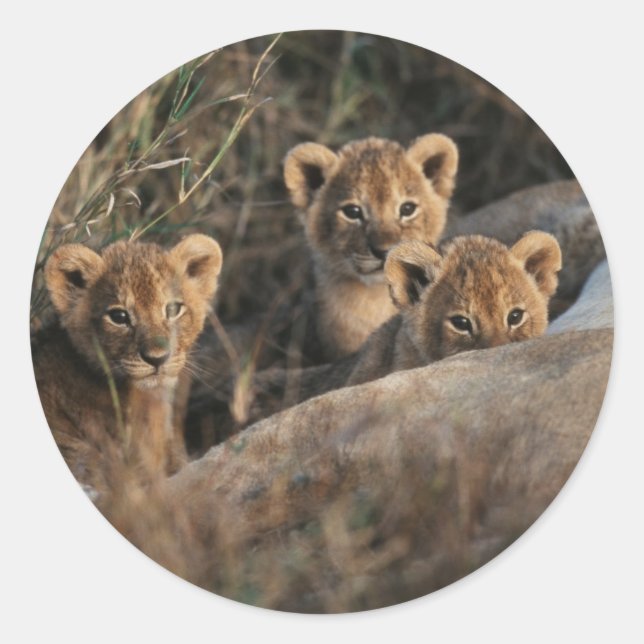 Trio of six week old Lion cubs sitting Classic Round Sticker (Front)