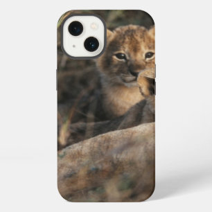 Trio of six week old Lion cubs sitting iPhone 13 Case