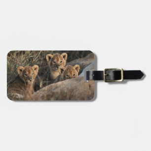 Trio of six week old Lion cubs sitting Luggage Tag