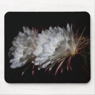Trio of White Cactus flowers Mouse Pad