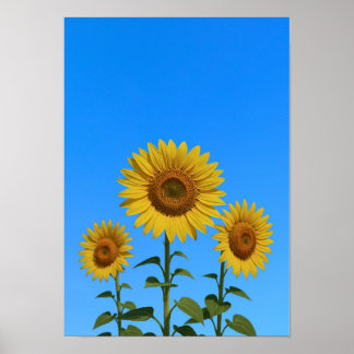 Trio Sunflowers Poster