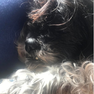 **TRIPLET TEDDY BEARS** ADDRESS LABELS