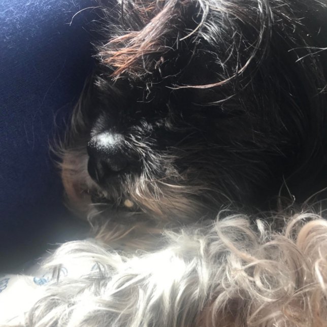 **TRIPLET TEDDY BEARS** ADDRESS LABELS (NAPTIME FOR GABBY)