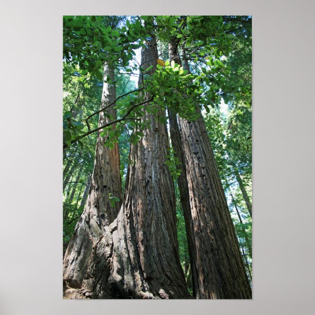 "Tripletrees", Muir Woods Poster (Front)