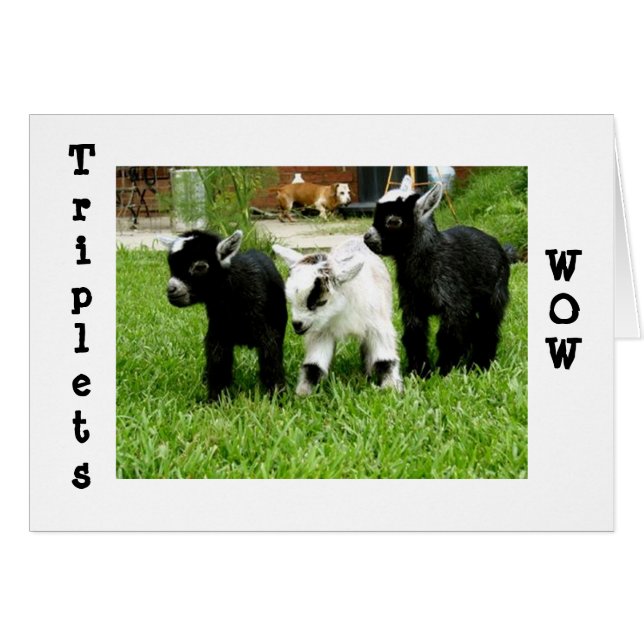 TRIPLETS=WOW=FANTASTIC (Front Horizontal)