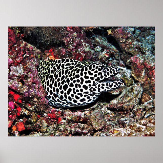 Trippy Leopard Moray Poster (Front)