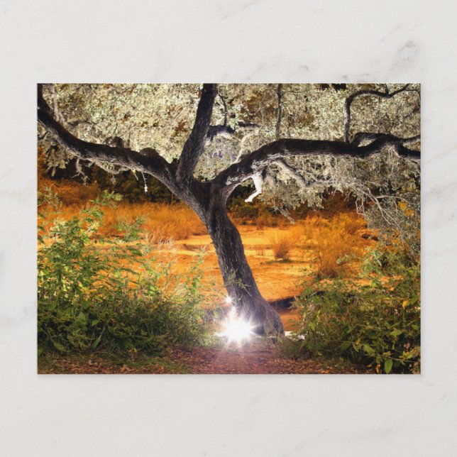 Trippy Oak Tree Postcard (Front)